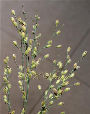  Infl. branches bearing spikelets
